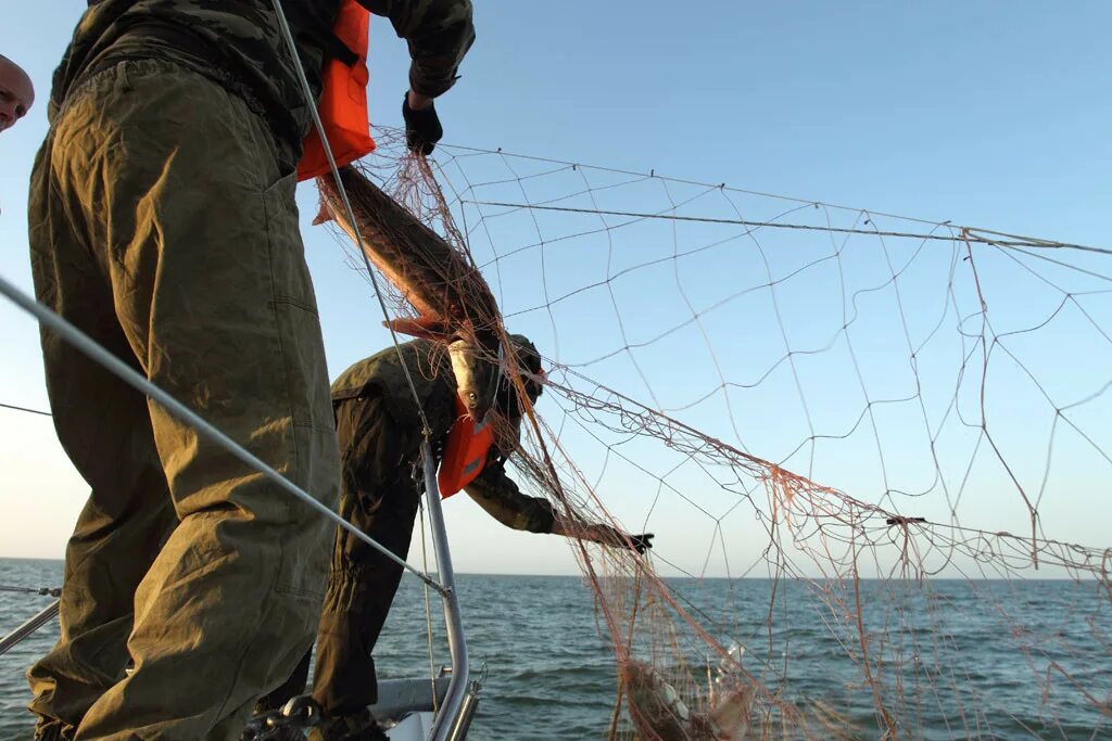 Браконьерский лов рыбы. Рыболовные сети браконьеры. Рыбацкая сеть.