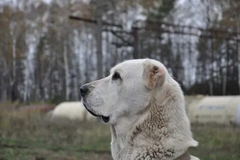 Подобранный алабай