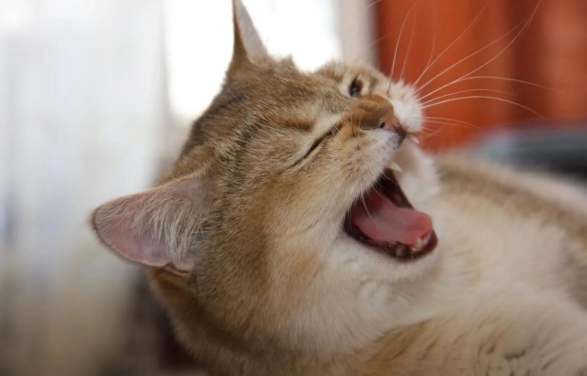 Почему чихает кошка что делать. Кот зевает. кот чихает. котенок чихает.