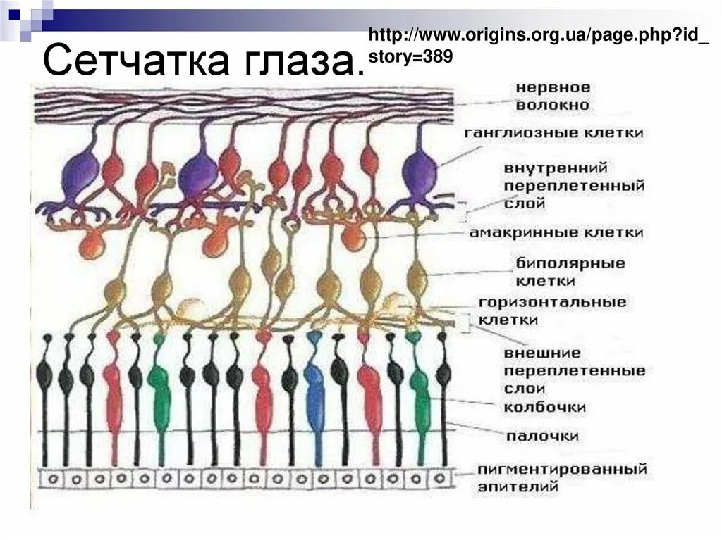 4 колбочки зрение. Палочки и колбочки сетчатки строение. Строение сетчатки глаза слои. Строение сетчатки фоторецепторы. Строение сетчатки глаза человека схема.