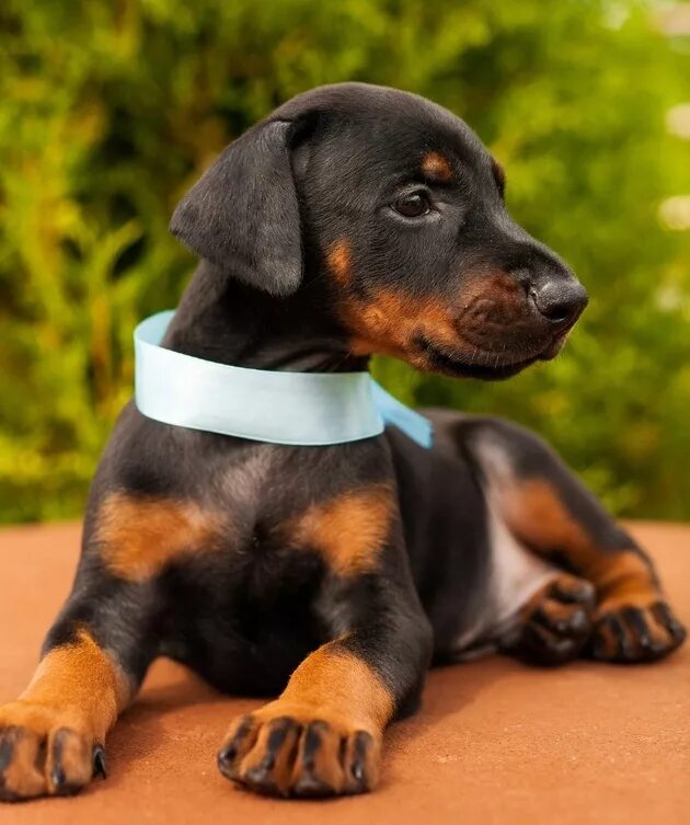 доберман щенок. доберман щенок. такса с купированными ушами. доберман фото щенки. нужен щенок добермана.