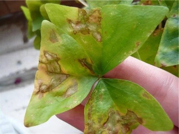 ризоктониоз калатеи. антуриум фузариоз септориоз. болезни комнатных растений по листьям. филодендрон биркин цветение. трипсы на фикусе бенджамина.