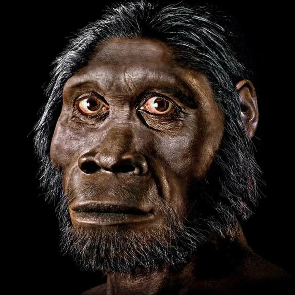 Хомо хабилис. Homo Erectus Erectus питекантроп. Вид человек прямоходящий