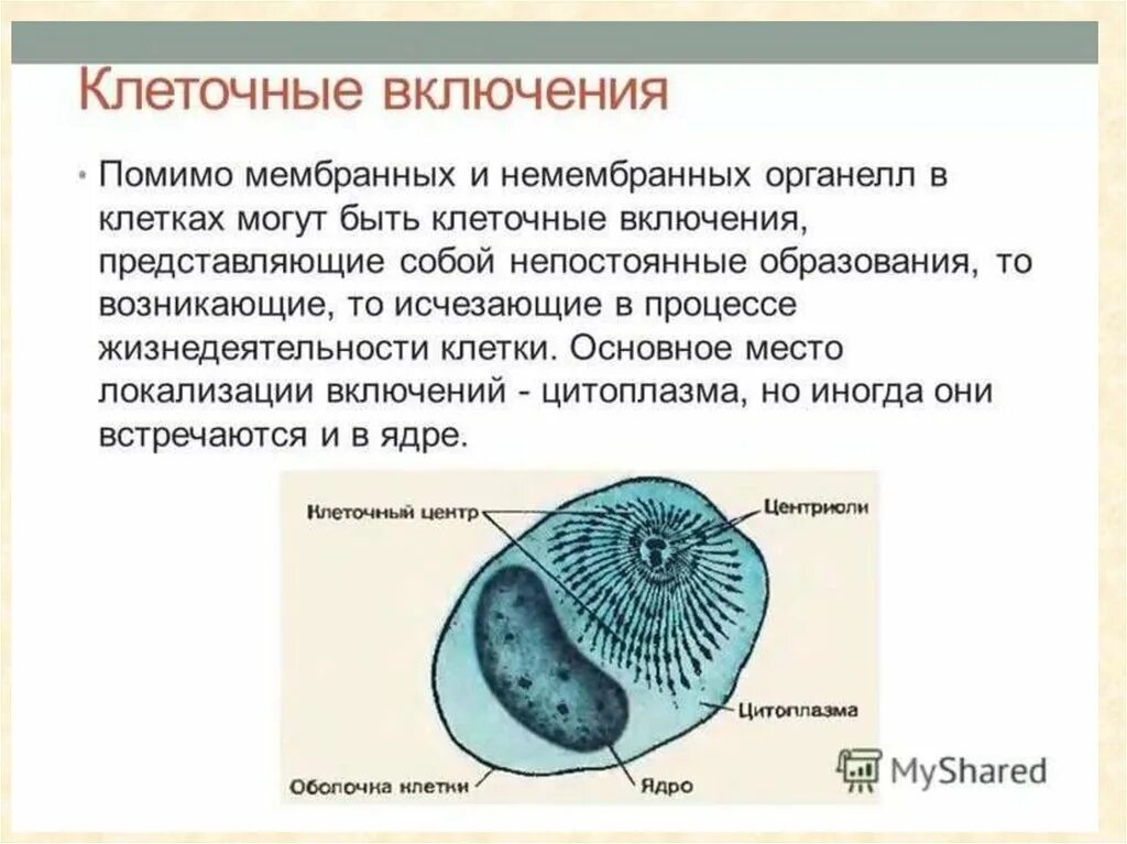 Включения клетки строение и функции. Органоиды включения строение. Клеточные включения строение и функции. Органоиды клетки клеточные включения. Включений и т д