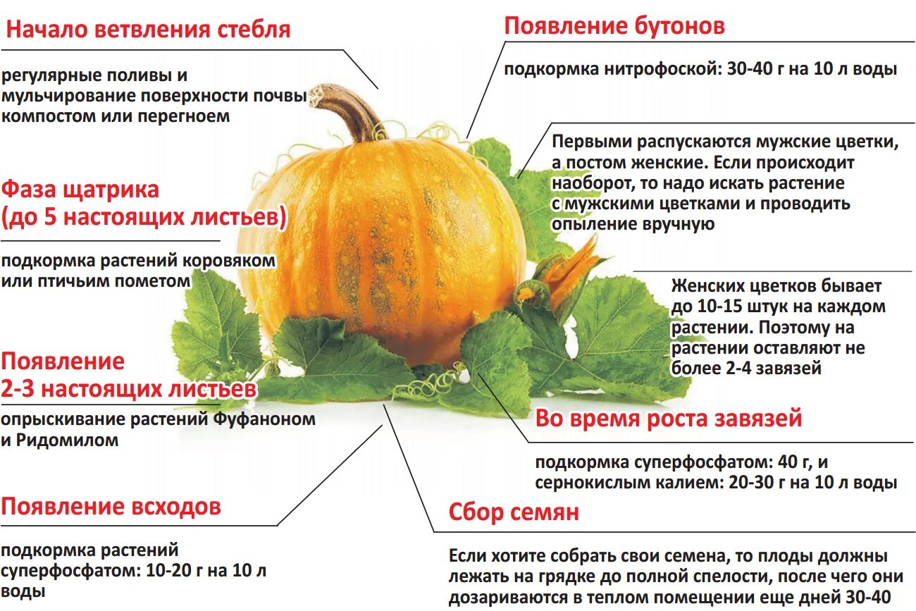 Как правильно посадить тыкву в открытый