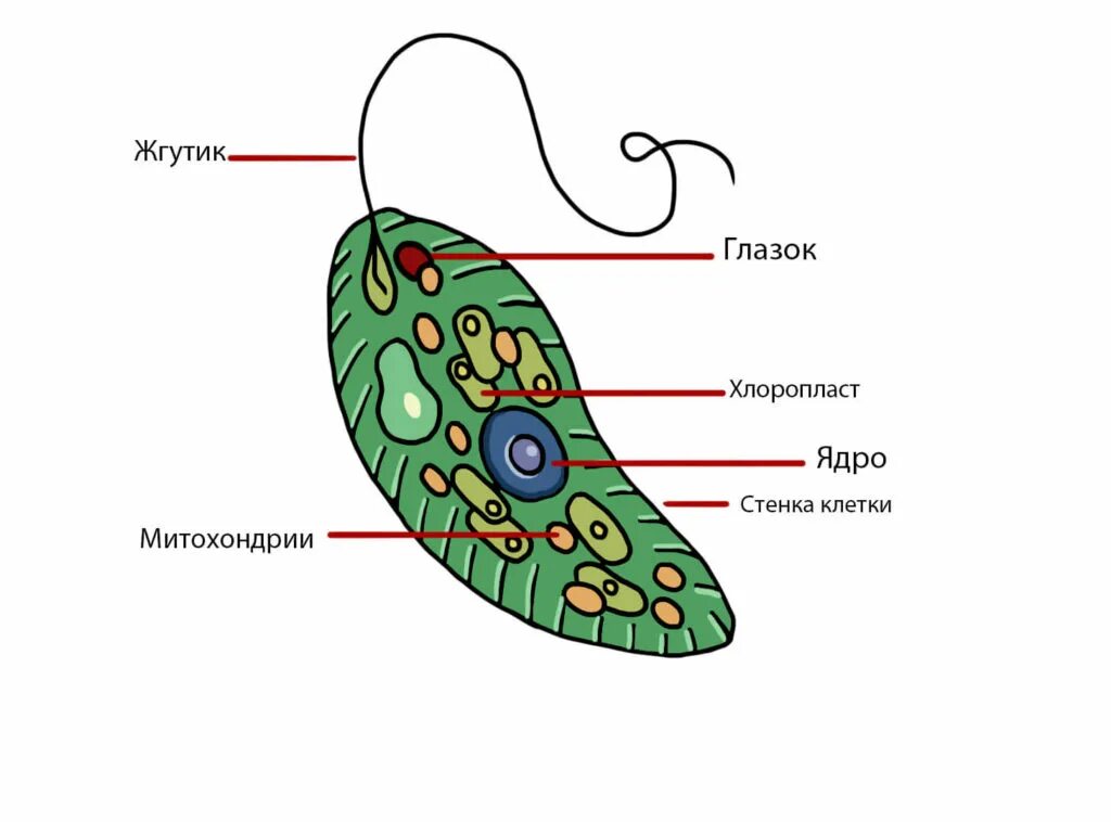 Хлоропласты жгутики. Эвглена зеленая строение стигма. Светочувствительный глазок эвглены. Опишите строение клетки эвглены зеленой. Стигма у эвглены зеленой.