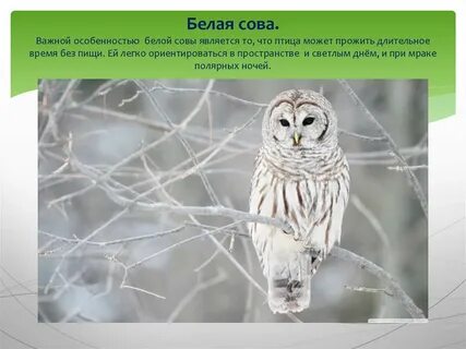 Сова какой звук