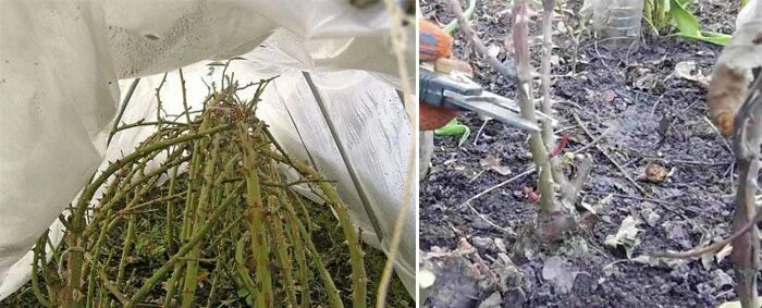 Укрытие для роз от дождя. Выпревание побеги розы. Чем полить розы весной после снятия укрытия. Чем полить розы весной после снятия укрытия. Проветривание роз зимой.