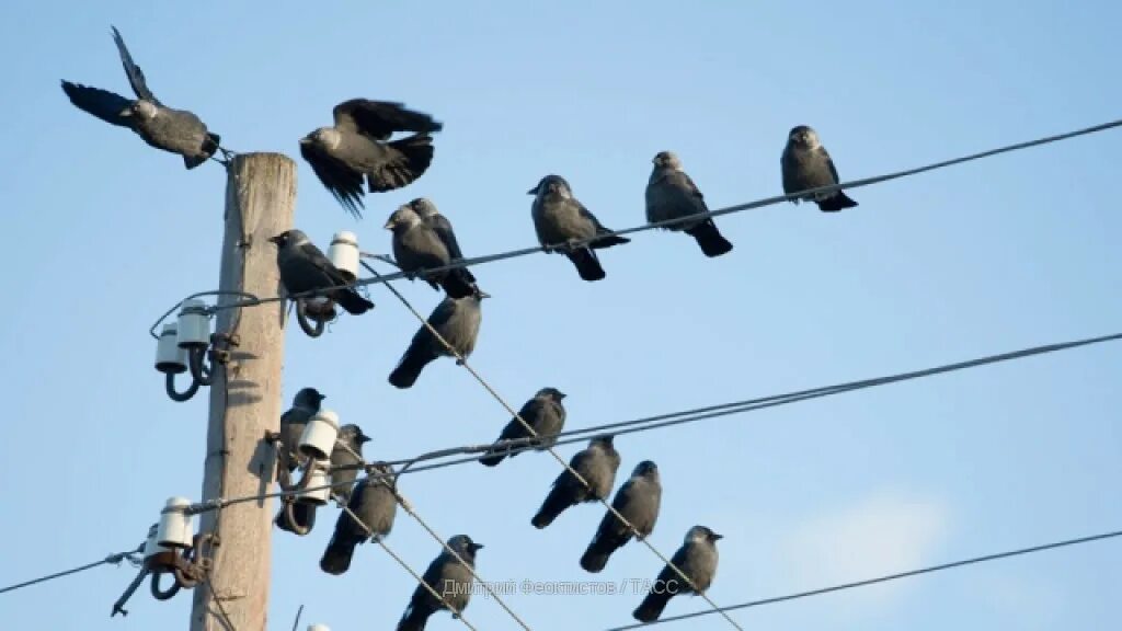 Птицы на проводах. Птицы на высоковольтных проводах. Птицы на проводах ЛЭП. Птицы сидят на проводах.