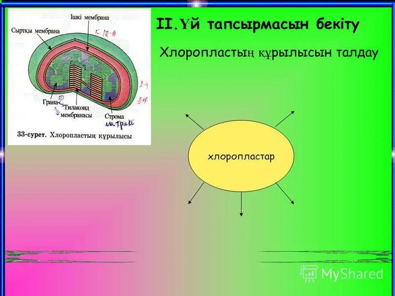 Хлоропласты имеют ядро