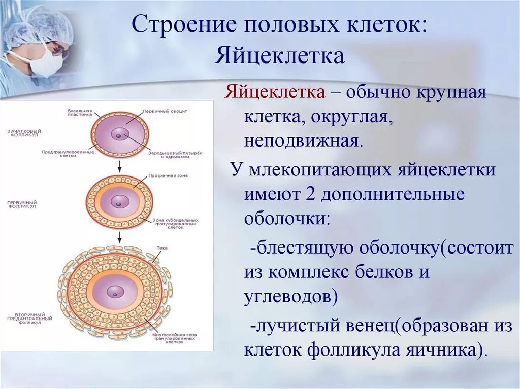 Половые клетки формируются в результате. Строение яйцеклетки Лучистый венец. Строение яйцеклетки оболочки. Функции оболочек яйцеклетки. Строение яйцеклетки биология 10.