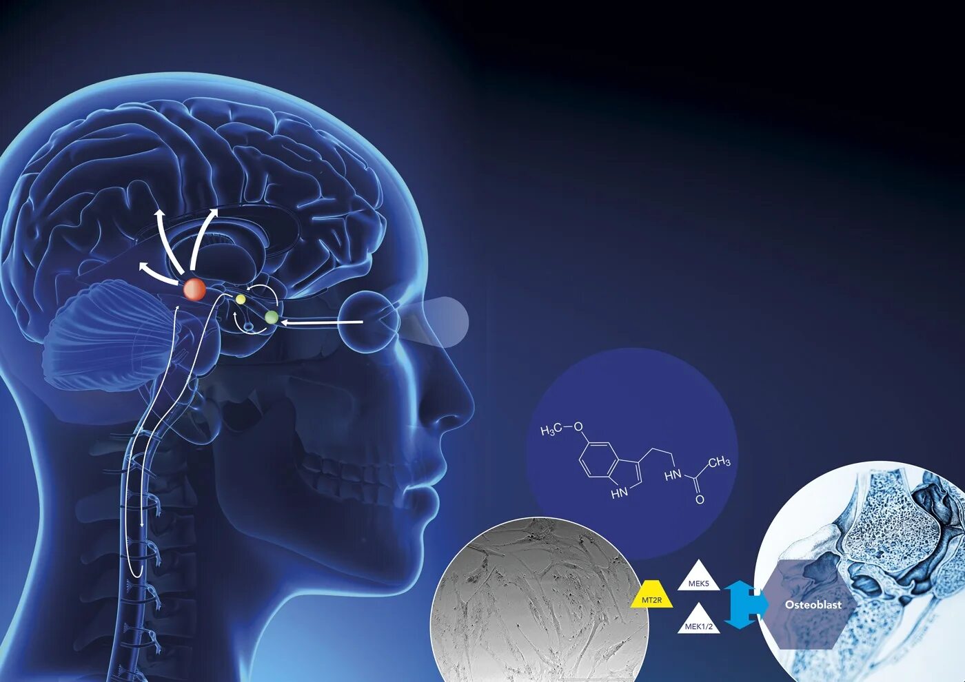 Мелатонин максимальная суточная доза. Снотворное таблетки мелатонин инструкция. Таблетки для выработки меланина. Препараты с мелатонином. Мелатонин инструкция по применению.