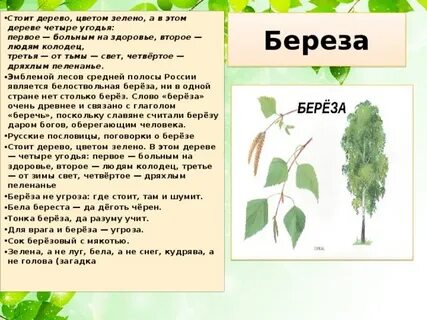 Загадка про березу для дошкольников