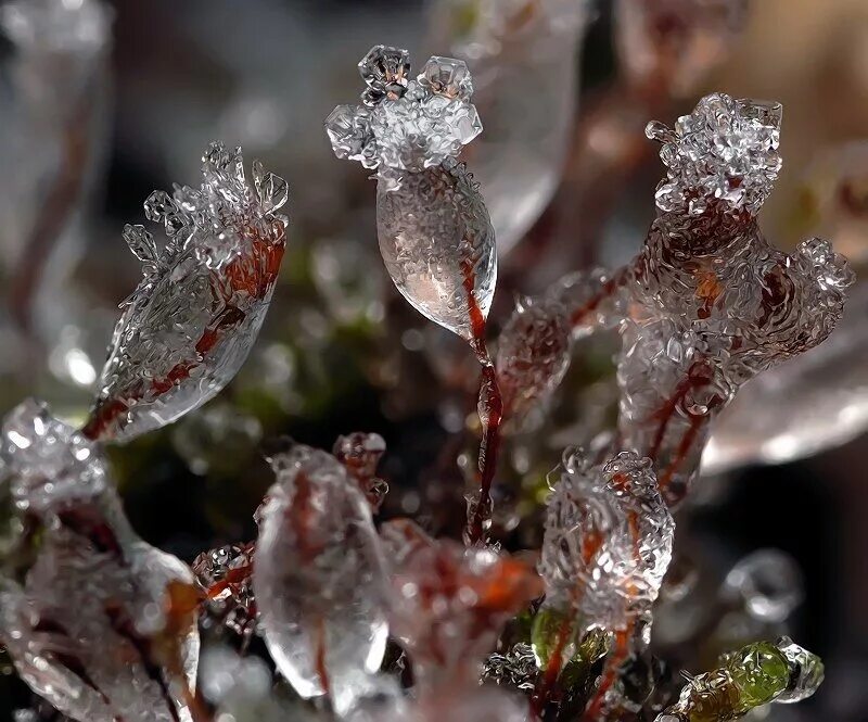 Хрупкий цветок. Дети радость. Метель кружит. Капелька счастья. Девушка вспоминает прошлое.