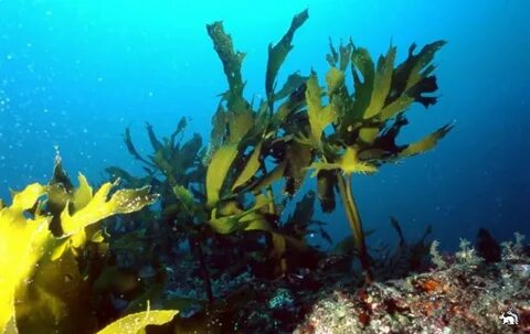 Водоросли холодных морей
