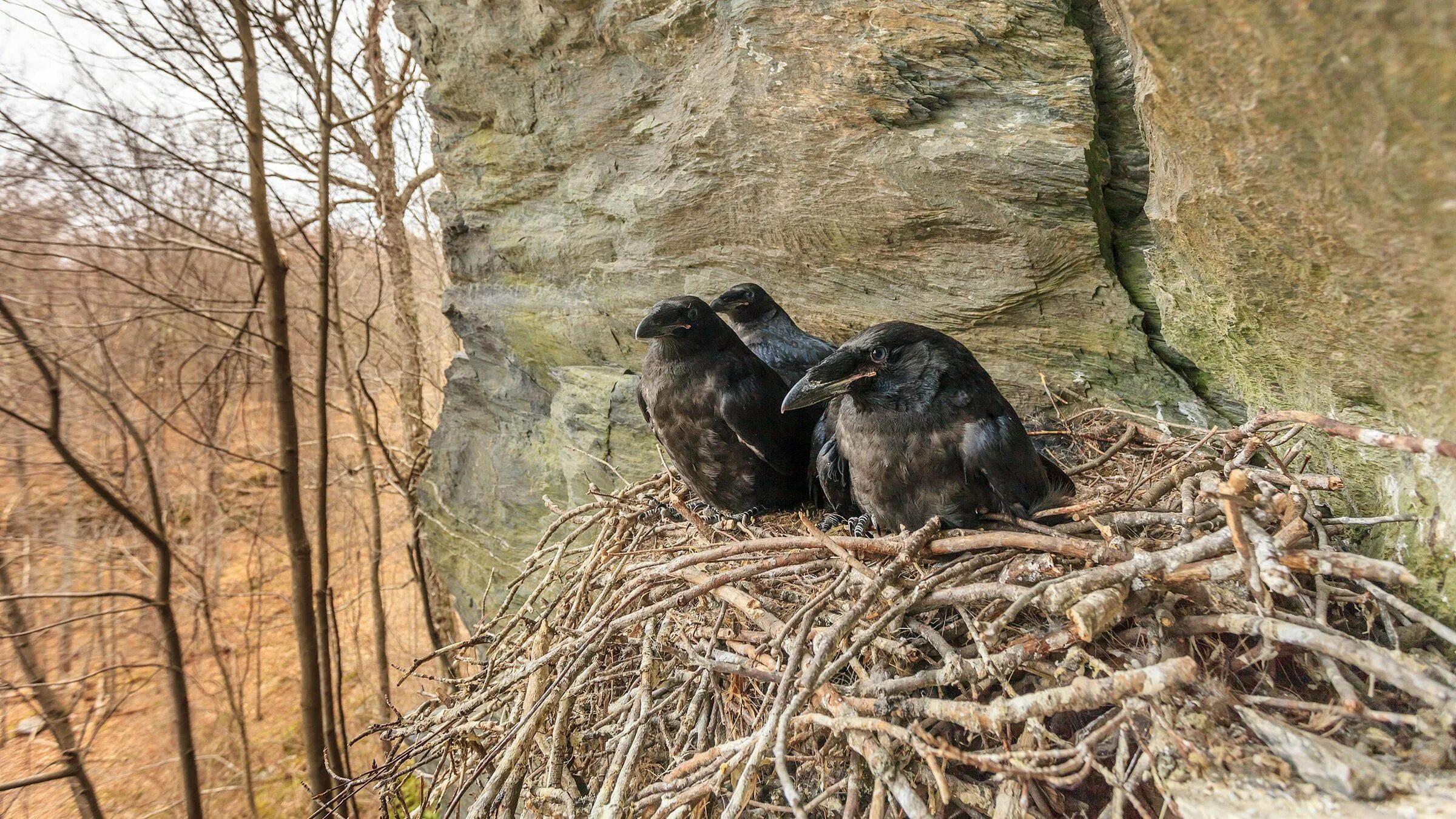 Гнездо серой вороны. Гнезда ворон фото. Грач высиживает яйца. Грач птица гнездо. Воронье гнездо с птенцами.