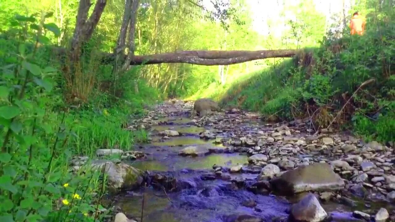 Шум воды и ручья. Звуки ручья в лесу. Журчание ручья и пение птиц. Нежное журчание ручья.