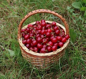 Вкусных вишен