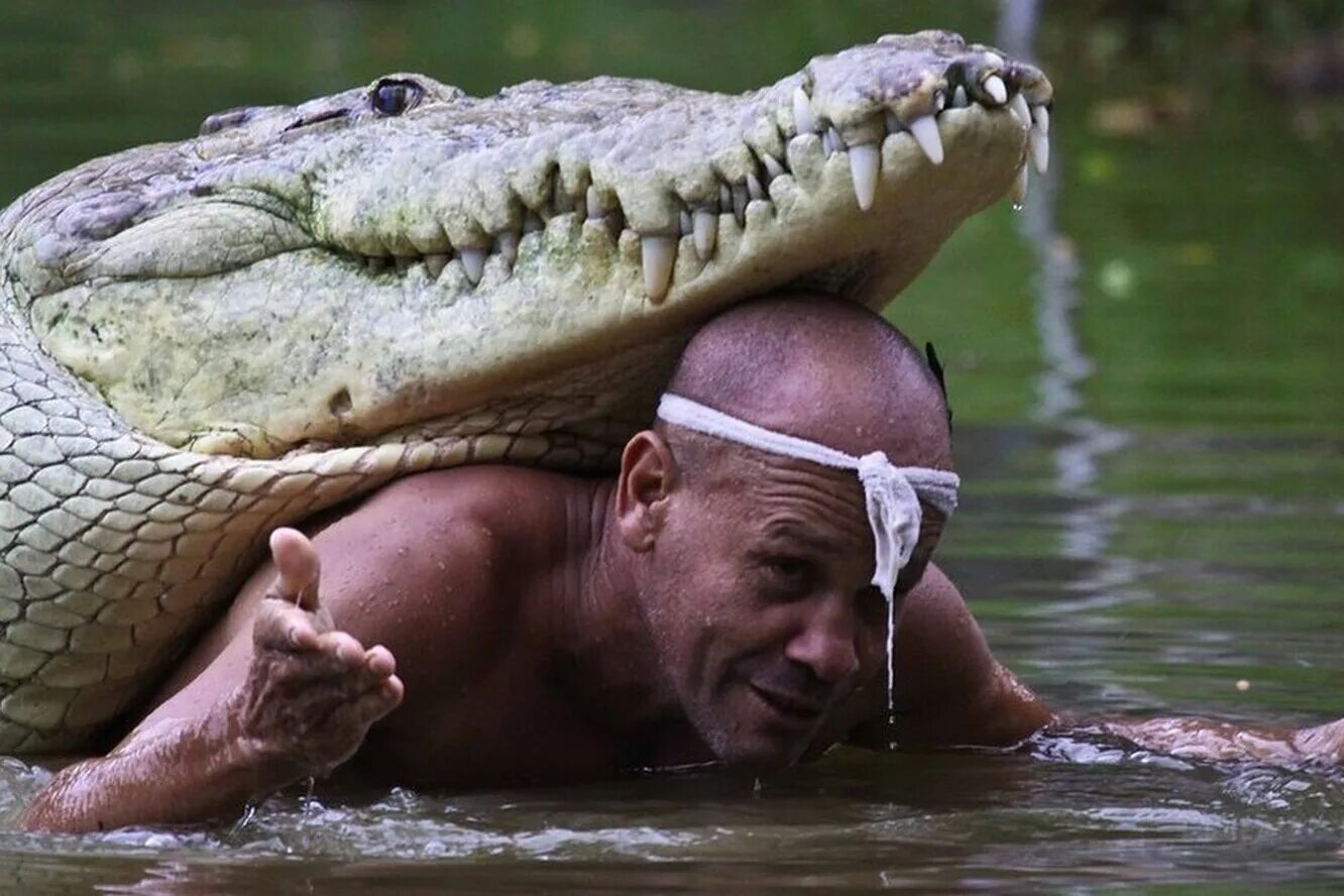 Дружба человека и крокодила почо и чито. Конкурс крокодил. Спас крокодила. Спасательный крокодил. Газ крокодил.