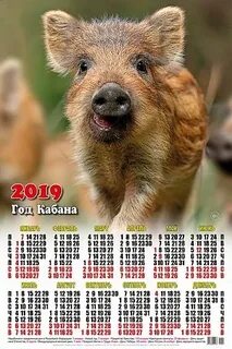 Кабан 20