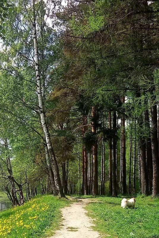 ржевский лесопарк осень. лесопарк на коммуне спб. ржевский парк спб. ржевский лесопарк: санкт-петербург, ржевский лесопарк. ржевский лесопарк осенью.