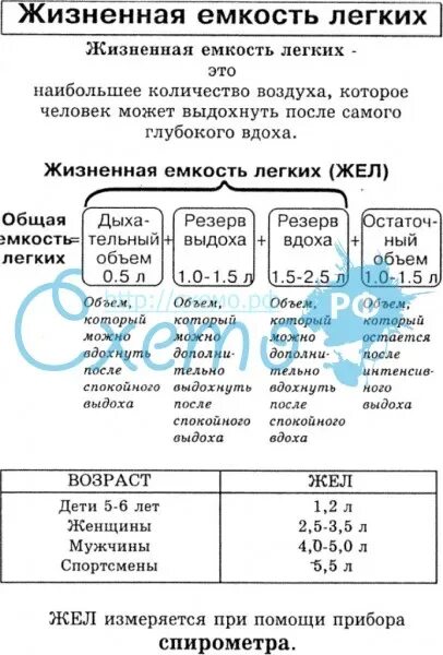 Лабораторная работа по биологии жизненная емкость легких. Жизненная емкость легких таблица. таблица емкости легких. показатели жизненной емкости легких. жизненная емкость легких жел это.