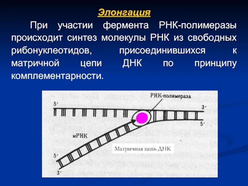 Элонгация ДНК. Элонгация синтеза ДНК. Элонгация репликации ДНК. Элонгация РНК полимераза.