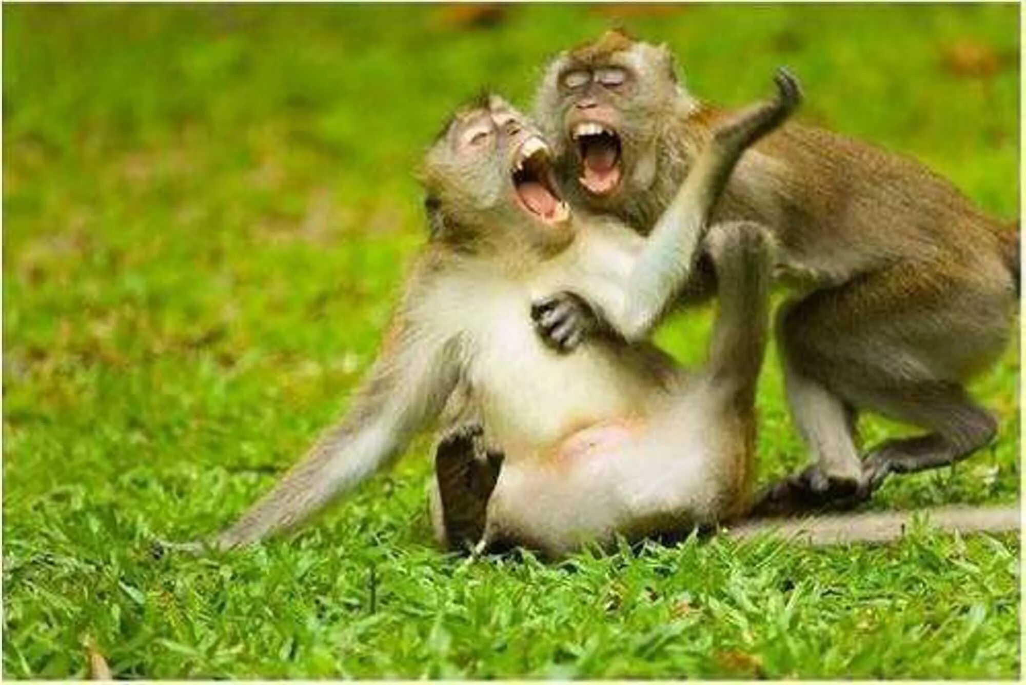 Смешные обезьяны. Две обезьяны смеются. Обезьяна смеется. Животные смеются. Смешные видео поржать