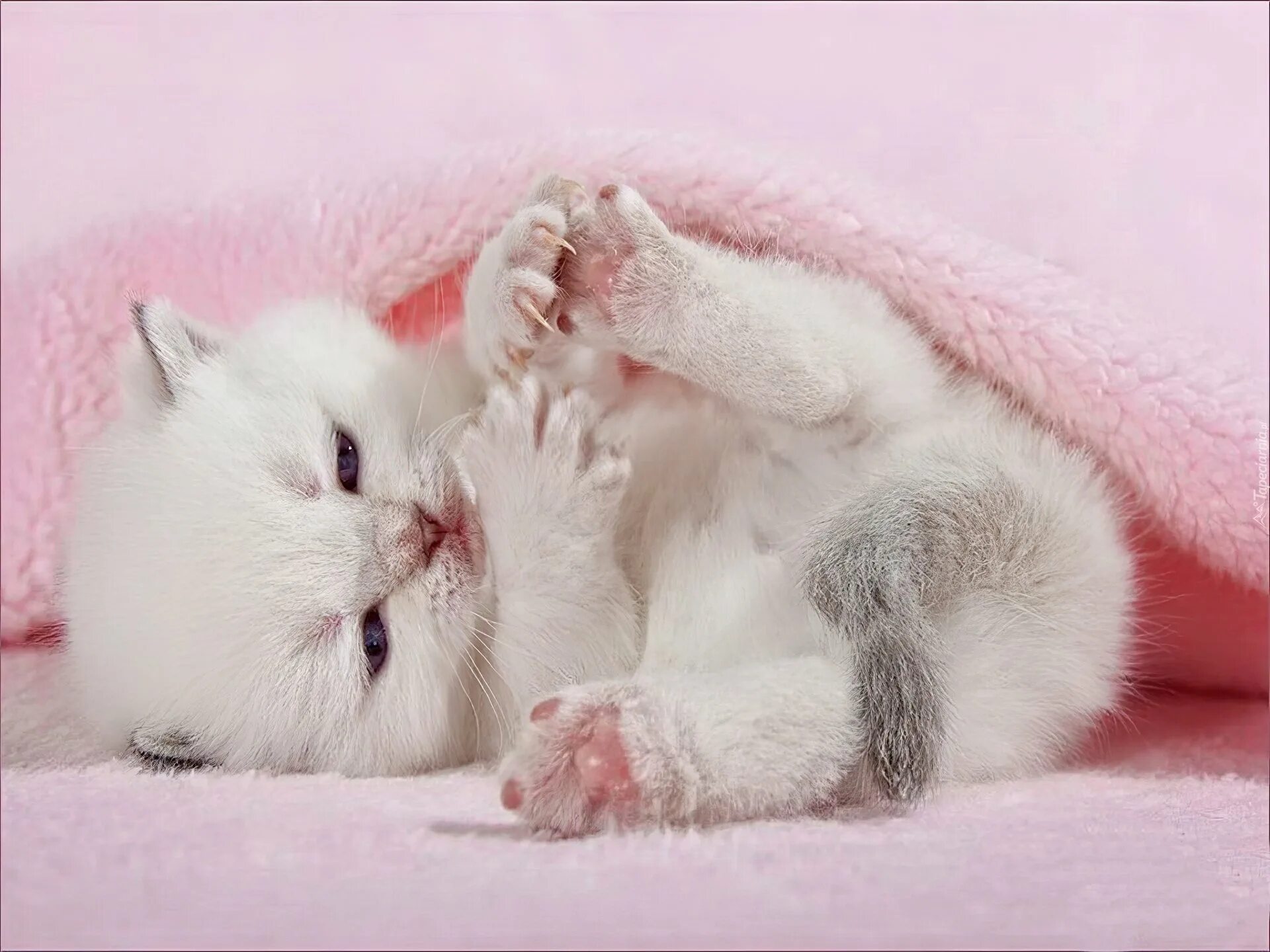 Лапка кис кис