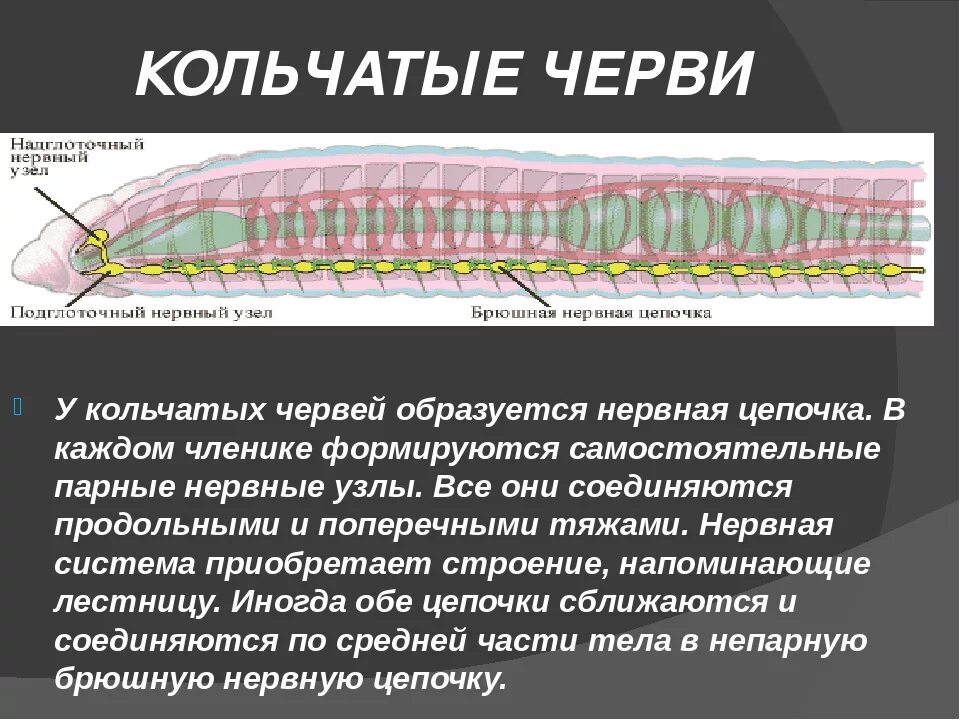 Нервная система кольчатых червей 7 класс. Нервная система кольчатых червей. Тип нервной системы у кольчатых червей. Нервная система кольчатых червей какого типа. Замечательная особенность этого червя состоит в том