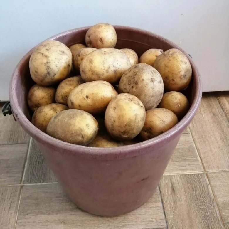 Сорт гала. Семенной картофель. Картошка домашняя. Картофель крупный деревенский. Деревенская картошка.