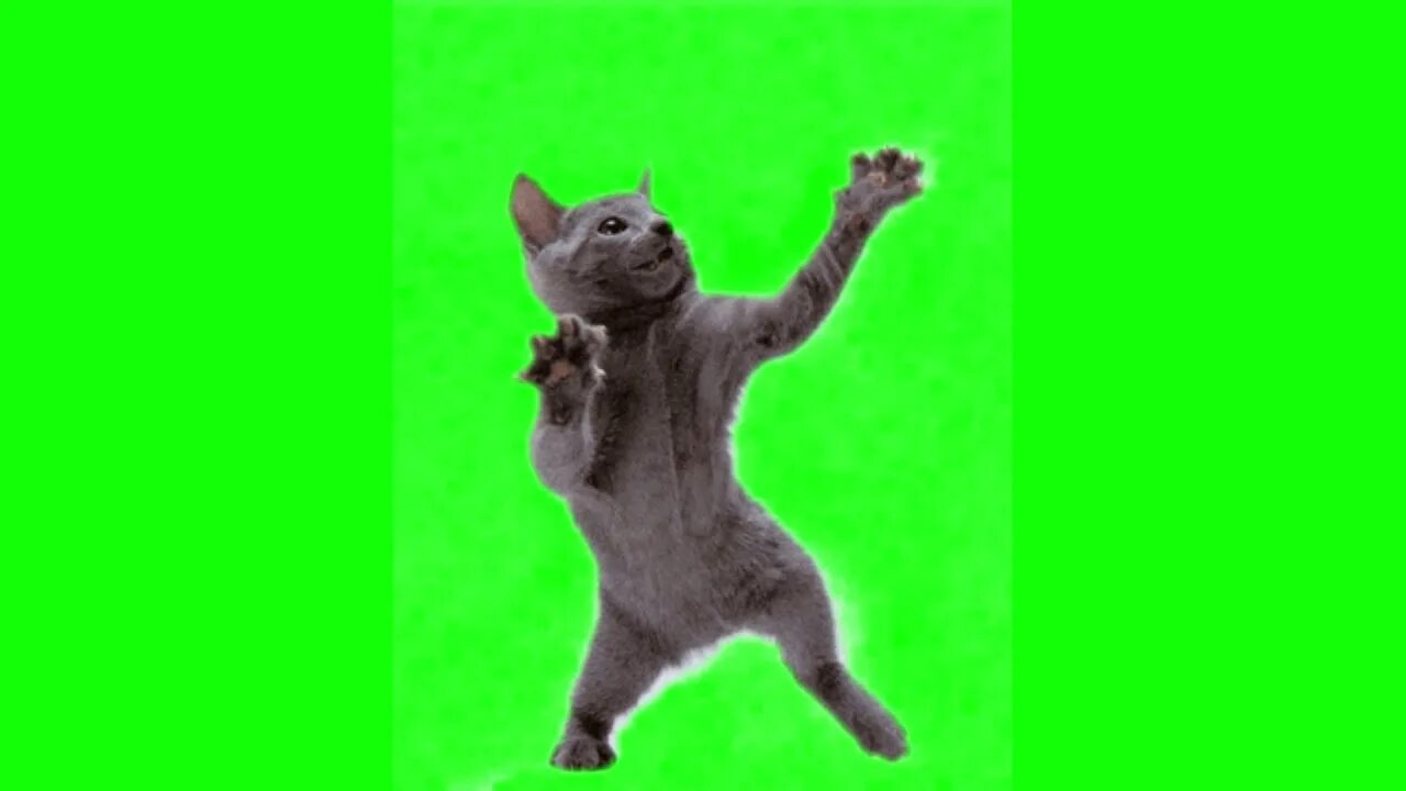 Кот хромакей видео. Кот на зеленом фоне. танцующий кот. танцующий кот на зеленом фоне. кот танцует на зеленом фоне.