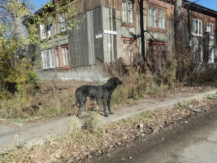Собаки в хабаровске
