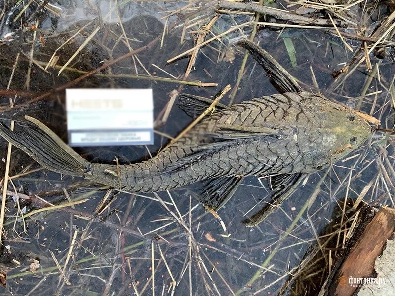 Болотный монстр в реальной жизни. Пруд с крокодилами. Загрязненные водоемы. Рыба в болоте. Мужик с рыбой в руках.