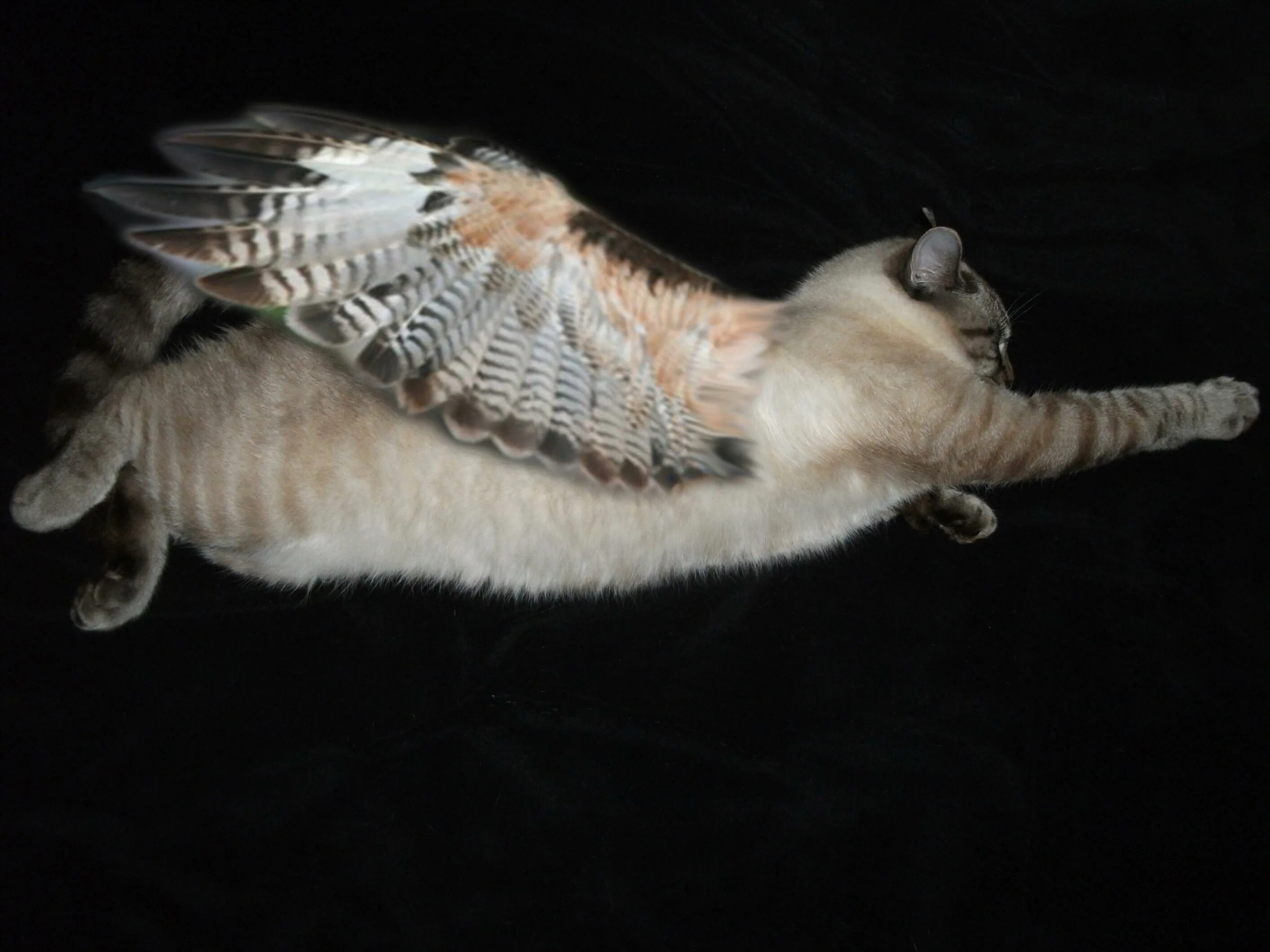 Кот с крыльями. Кошки с крыльями мутация. Порода кошек с крыльями. Крылатые коты настоящие. Бывает крылатым