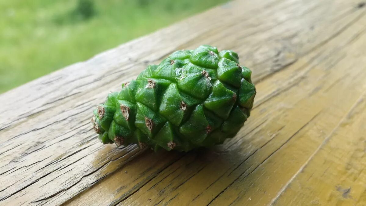 маленькие шишки. сосновая шишка. зеленые сосновые шишки. зеленые сосновые шишки. зелёные шишки сосны.