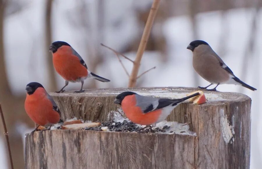 шансон песня про снегирей. викторов снегирек. снегирь обыкновенный. снегири песня. снегири музыка.
