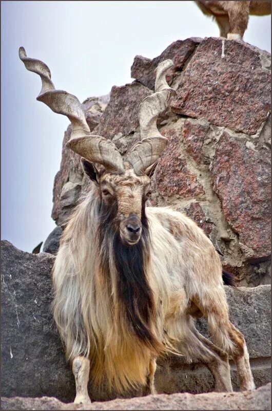 развивающие задания козленок для детей. снежная коза северной америки. задания про козлика для малышей. винторогий козёл. мархур винторогий козел.