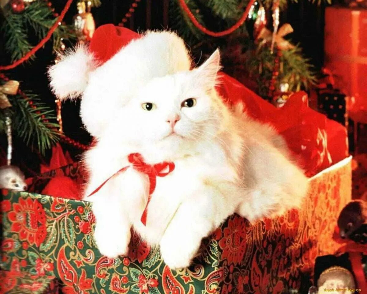 Кот новый год. С новым годом котенок. Новогодний кот. Милый нежный пушистый котята новогодний. Котята новый год.