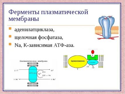 Мембранные ферменты