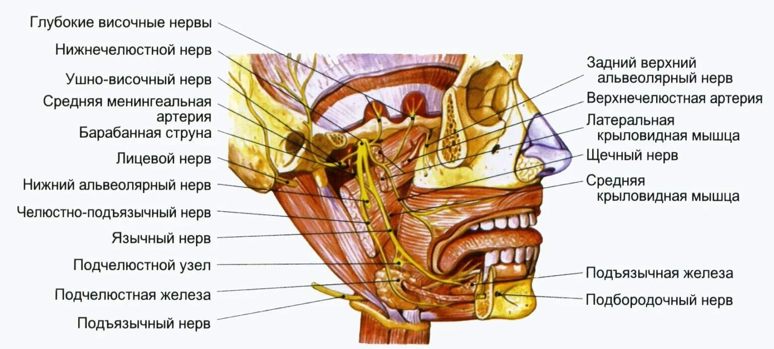Анатомия нижней челюсти нерв. Ветви нижнечелюстного нерва анатомия. Челюстно подъязычный нерв анатомия. Лицевой нерв челюсти