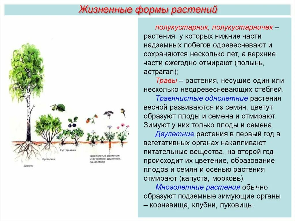 Многообразие жизненных форм растений 6 класс биология таблица. Жизненная форма растения травянистое кустарник дерево. Жизненные формы побегов схема. Таблица по биологии 7 класс жизненные формы растений.
