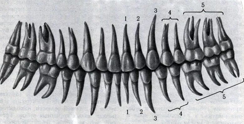 Как называются корни зубов. Корни 6 зуба верхней челюсти. Корни зубов верхней челюсти и нижней челюсти. Корни зубов верхней челюсти схема.