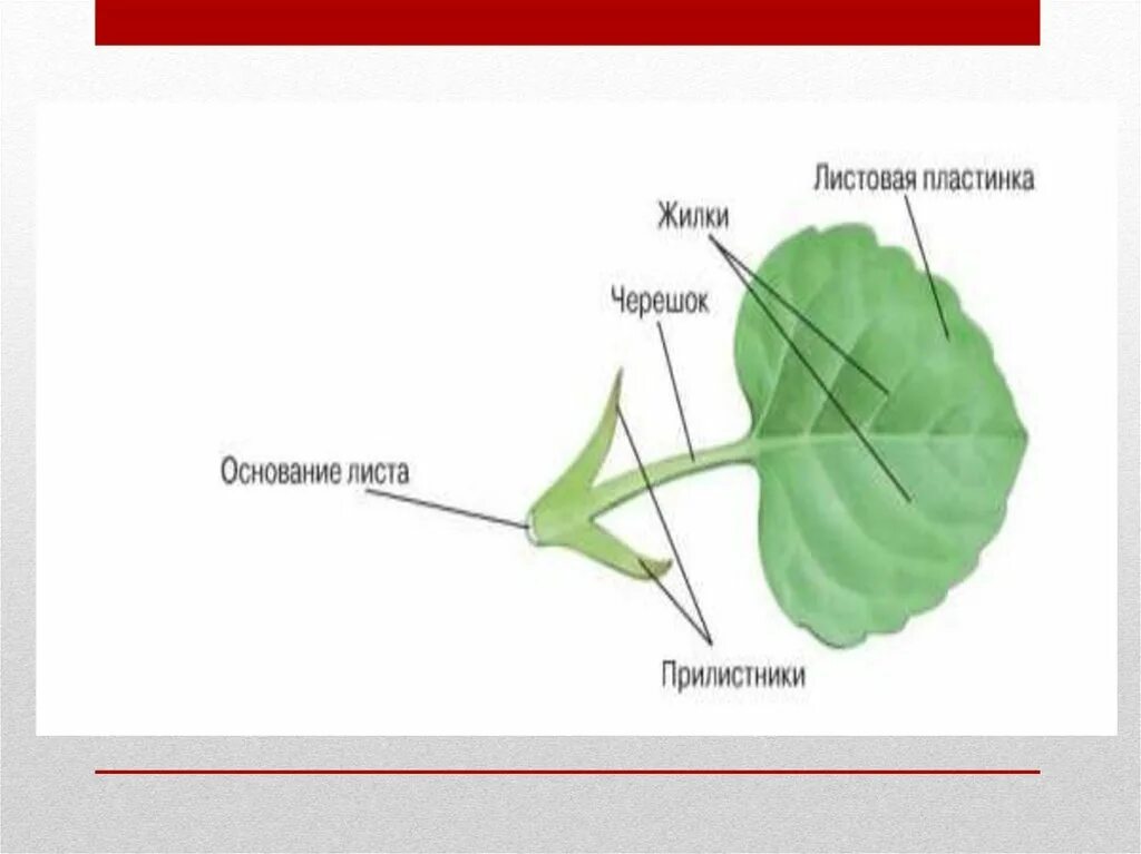 Какой тканью представлены жилки. Части листа 5 класс биология. Строение листа биология 6 класс. Строение жилок листа биология 6 класс. Внешнее строение листа 6 класс биология Пасечник.