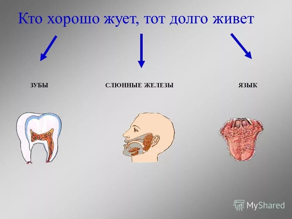 кто долго жуёт. долго жуешь долго живешь беседа. кто долго жует тот долго живет доказать. поговорки про еду. картинка кто долго жуёт.