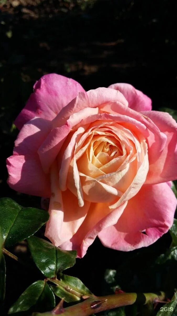 розомания интернет