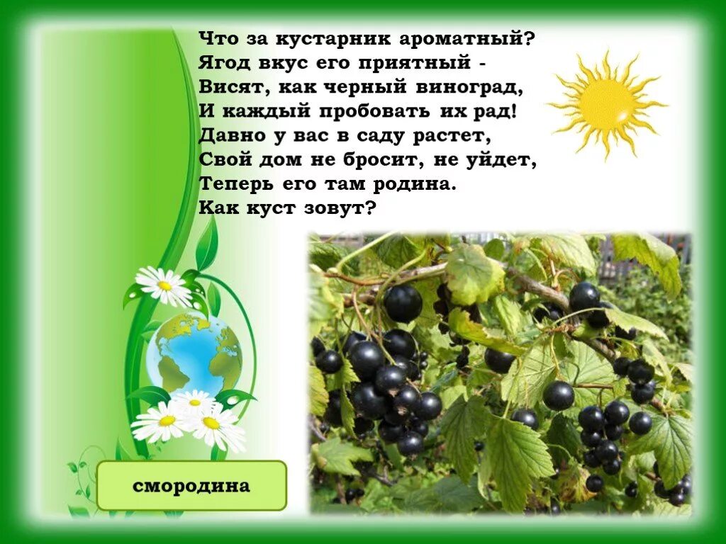 Душистая ягода текст