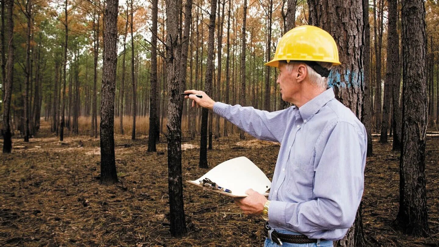 Forest Engineer with Tablet PC Near Piles of Logs in Forest Stock Image - Image 