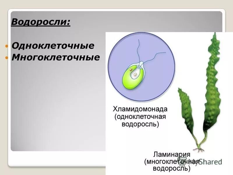Одноклеточной водорослью является. Одноклеточной водорослью является