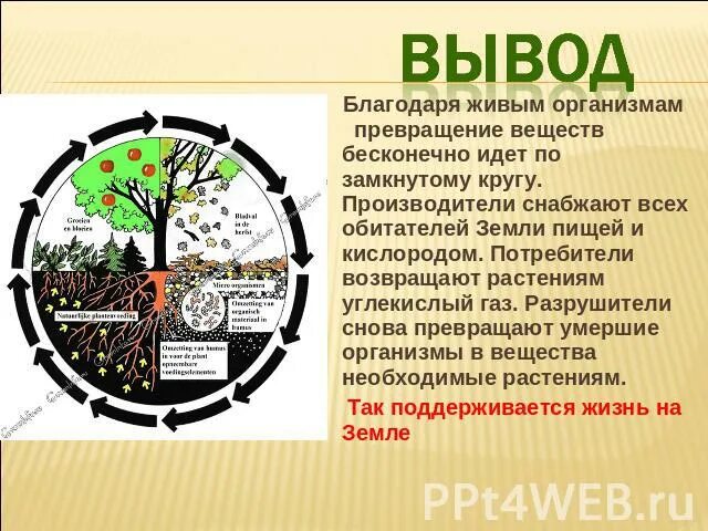 Круговорот веществ вывод. Круговорот веществ в природе вывод. Круговорот веществ в природе 5 класс биология. Почему круговорот веществ.